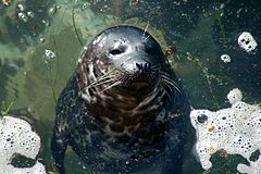 Pacific Harbor seal (Phoca vitulina richardii)