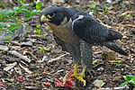 Falco peregrinus -Nova Scotia, Canada -eating-8.jpg