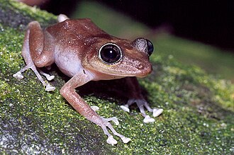 The endangered rock coqui (female pictured) can only be found on this mountain range. Female guajon frog on tree.jpg