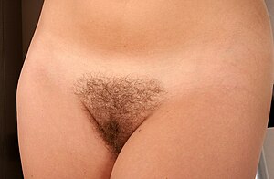 Female pubis with hair.jpg