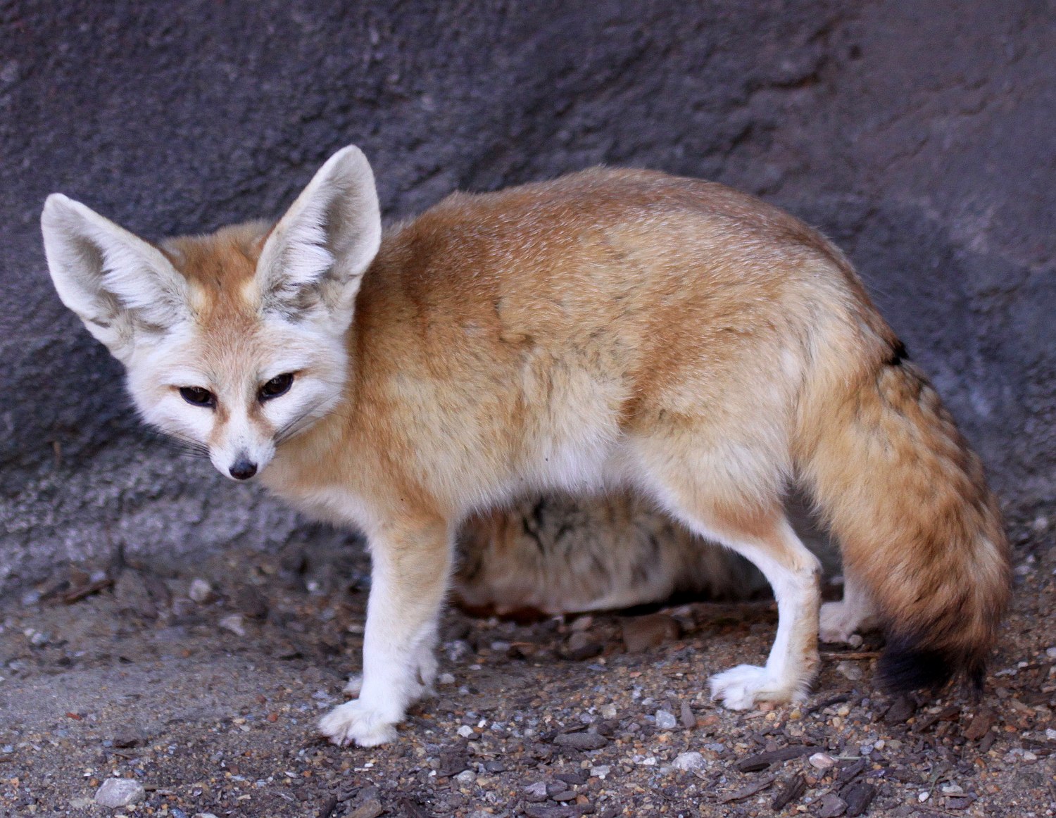 Renard Bébé Renard Fennec Ia Générative