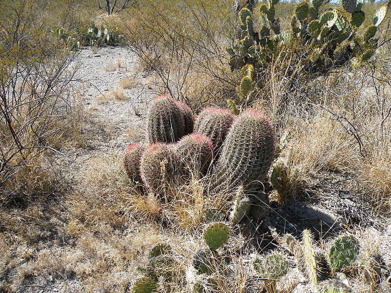 File:Ferocactus pilosus (5711005156).jpg