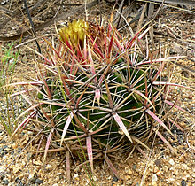 Ferocactus viridescens 1.jpg