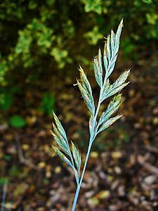 Festuca cinerea Ear