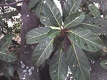 Ficus lutea leaves.jpg