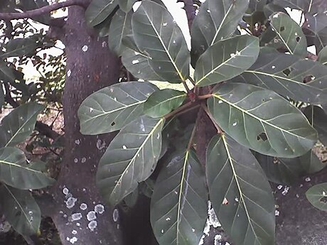 Ficus lutea