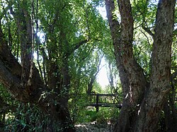 Trees of the Wonderboom grove Ficus salicifolia - Die Wonderboom, e, Wonderboom NR.jpg