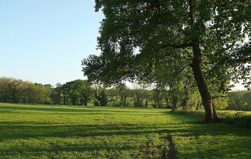 File:Field by Sanctuary Lane - geograph.org.uk - 4958228.jpg