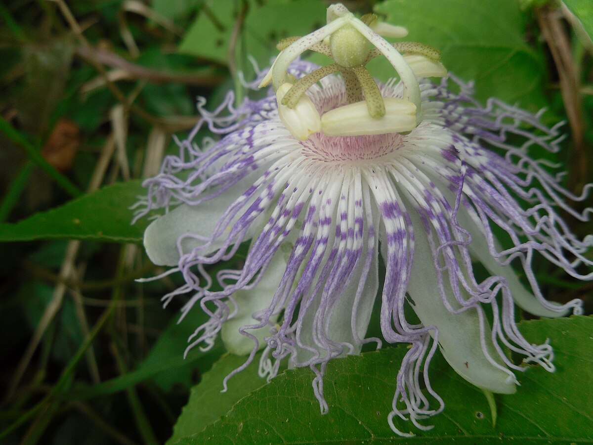 Пассифлора инкарната. Пассифлора инкарнатная (p. incarnata). Пассифлора инкарнатная проращивание. Цветы профессору.