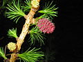 Young female and male cones