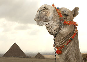 Flickr - DavidDennisPhotos.com - Camel at Giza Pyramids.jpg