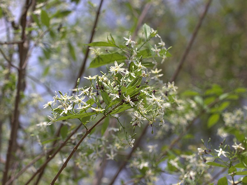 File:Flora from Savandurga IMG 2552.jpg