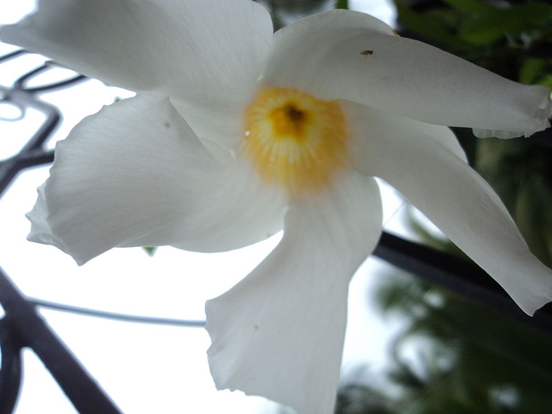 File:Flower by komal bandekar.JPG