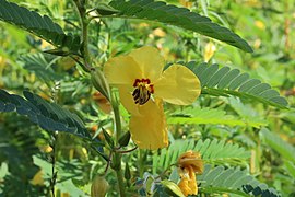 Partridge pea