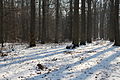 Forêt départementale de Beauplan sous la neige 2012 14.jpg