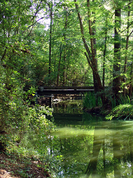 A bridge leading through the forest in The Woodlands