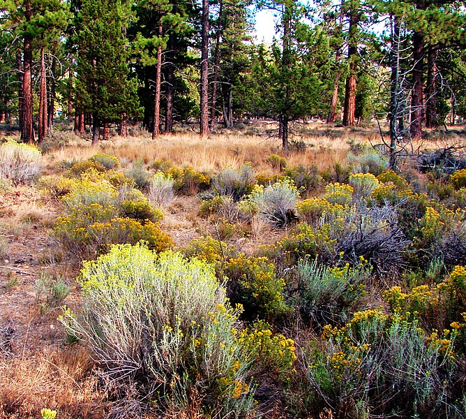 File:Forest Wildflowers, Sisters, OR 9-13 (14788347782).jpg