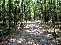 La forêt d'Orléans