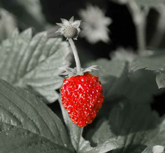 File:Fragaria vesca berry2EDIT.JPG