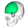 Thumbnail for Frontal bone