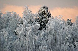 Frost på träd.jpg
