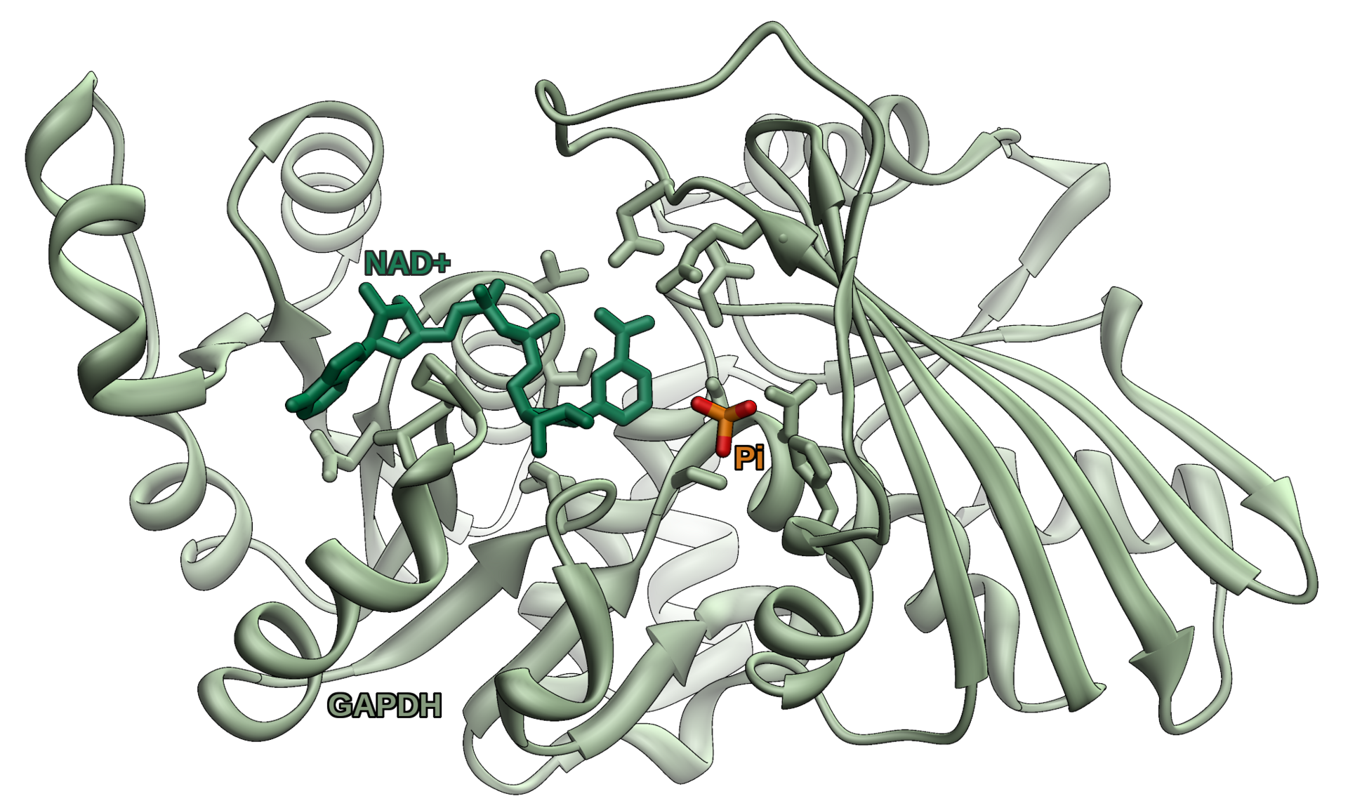 structure glucose dehydrogenase Wikipedia  Glyceraldehyde  phosphate dehydrogenase 3