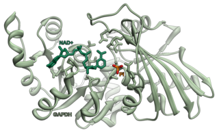 <span class="mw-page-title-main">Glyceraldehyde 3-phosphate dehydrogenase</span> Enzyme of the glycolysis metabolic pathway