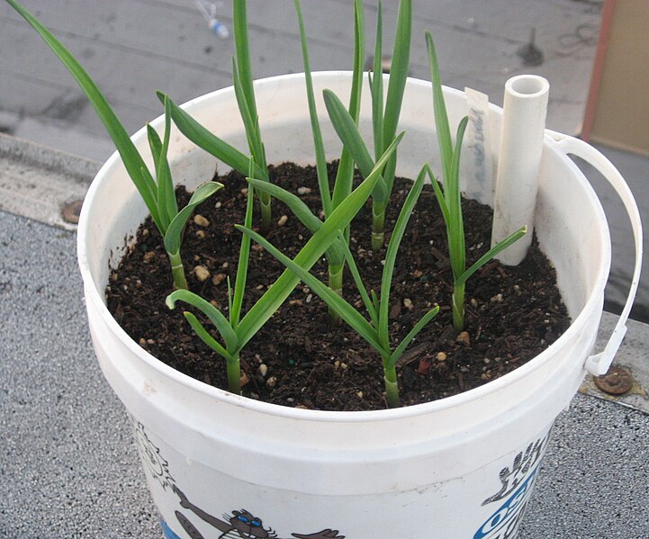 File:Garlic in container.jpg