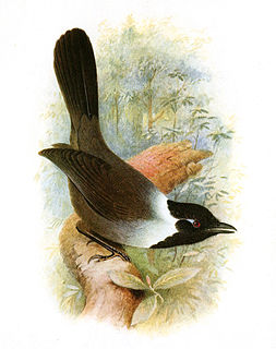 Black-hooded laughingthrush Species of bird