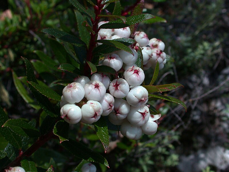 File:Gaultheria hispida.fruit.jpg