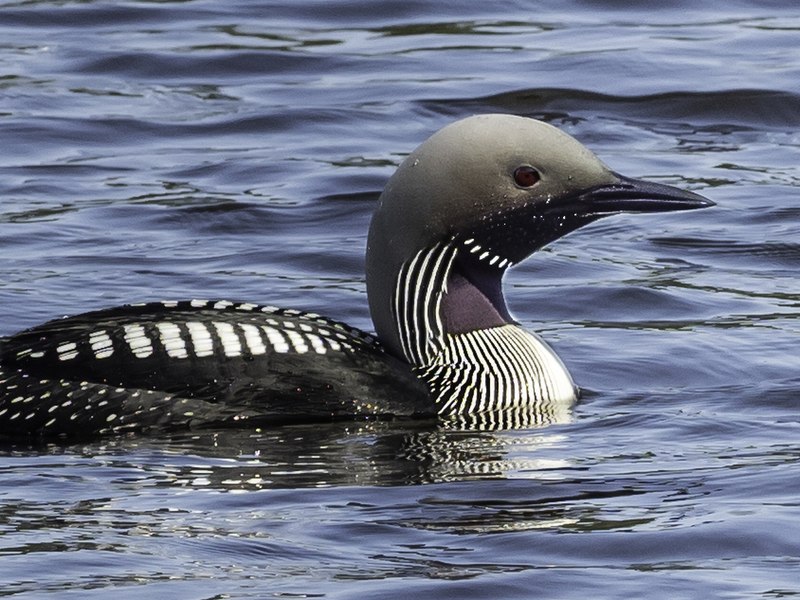 File:Gavia arctica EM1B1934 (48009481791).jpg