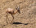 Gazelle dorcas