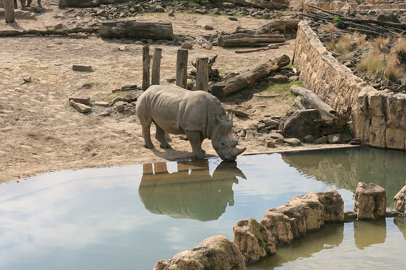 File:Gelsenkirchen - Zoom - Afrika - Ceratotherium simum simum 02 ies.jpg