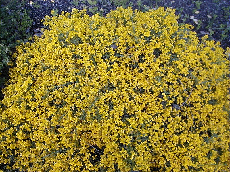 File:Genista lydia 1.jpg