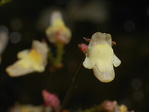 Genlisea filiformis flower 2 Darwiniana.jpg