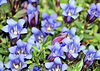 Gentiana scabra2.jpg