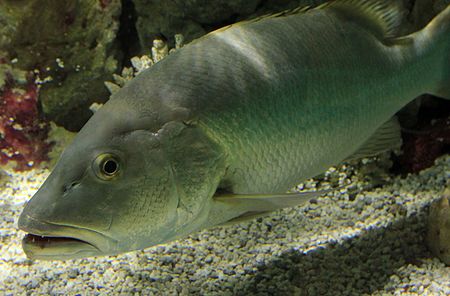 Gfp-cubera-snapper.jpg