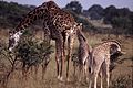 Giraffe Family.jpg