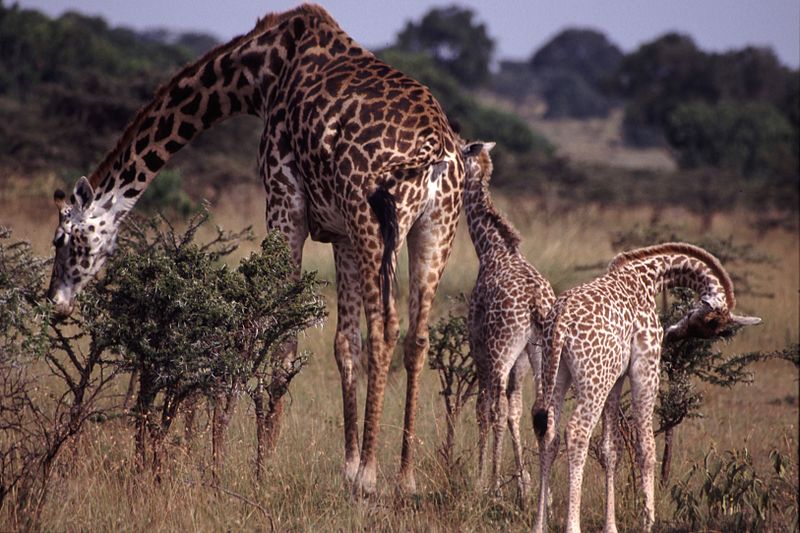 File:Giraffe Family.jpg