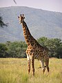 Girafe (Giraffa camelopardalis)