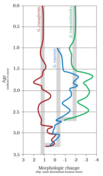 File:Globorotalia Speciation and Phylogeny.png