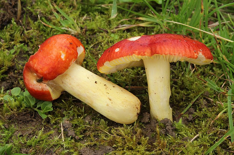 File:Goldtäubling Russula aurea.jpg