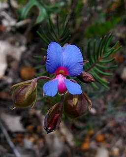 <i>Gompholobium cyaninum</i> Species of flowering plant