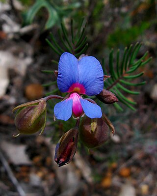 <i>Gompholobium cyaninum</i> Species of flowering plant