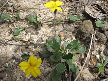 Goodenia lanata.JPG