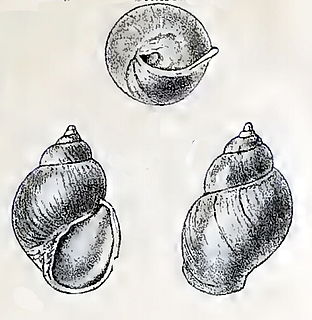 <i>Goodingia</i> Genus of gastropods