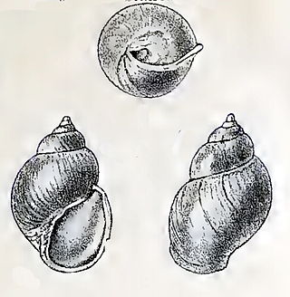 <i>Goodingia varicosa</i> Species of gastropod