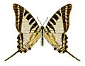 Graphium aristeus parmatum.jpg