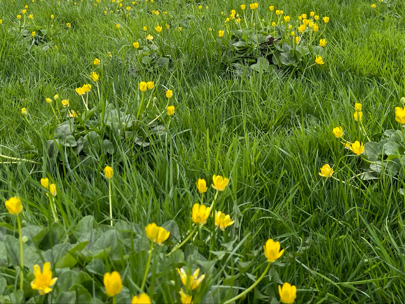 File:Grass with flowers.png