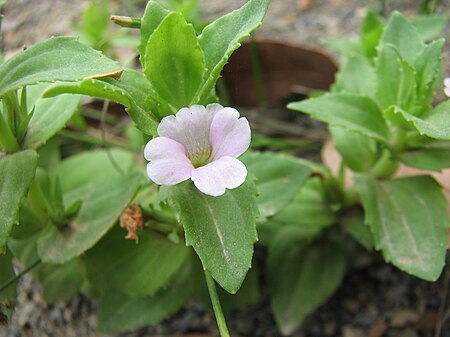 Gratiola peruviana.JPG